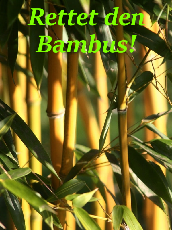 Rettet den Bambus!